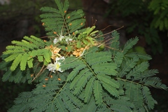Delonix elata